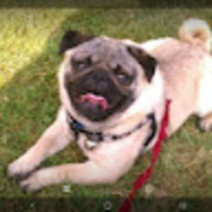 Meet your Posher, Zilla